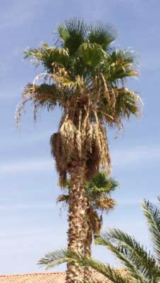 Messy Palm Tree